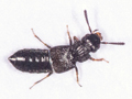 Anotylus nitidulus